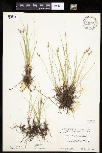 Carex inops image