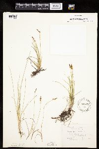 Carex inops image