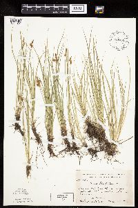 Carex inops image