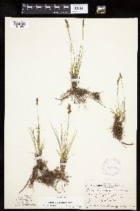 Carex inops image