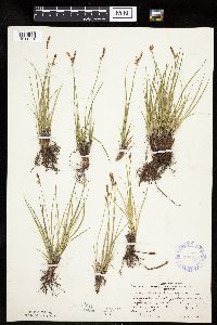 Carex inops image