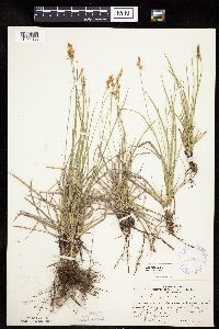 Carex inops image