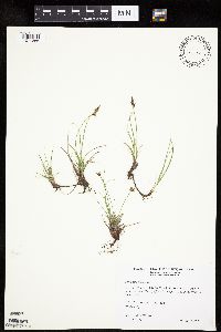 Carex inops image