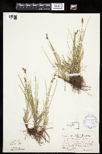 Carex inops image