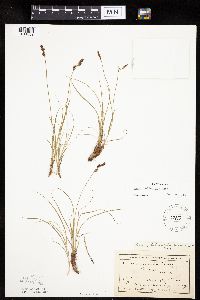Carex inops image