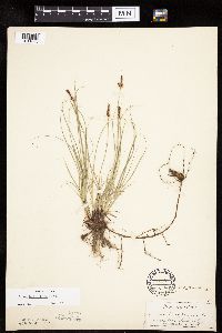 Carex inops image