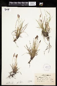 Carex inops image