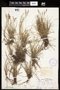 Carex inops image