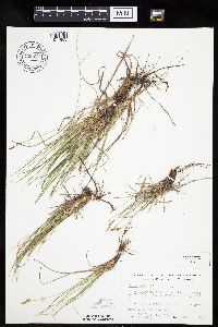 Carex inops image