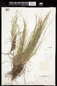Carex inops image