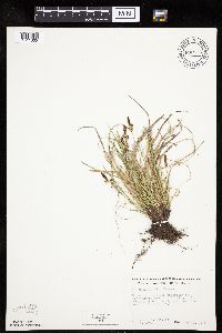 thumbnail image of current specimen
