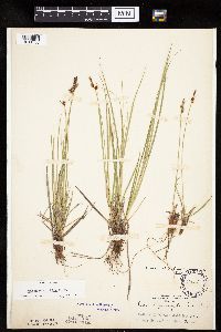 Carex inops image