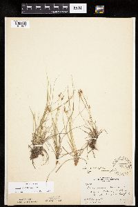 Carex inops image
