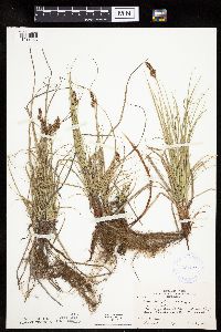 Carex inops image