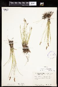 Carex inops image