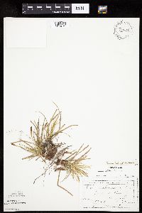 Carex inops image