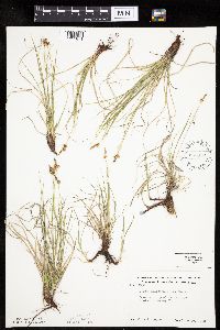 Carex inops image