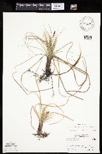 thumbnail image of current specimen