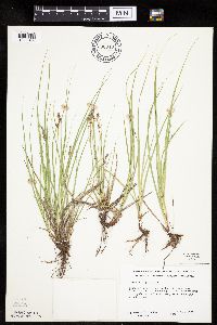 Carex inops image