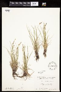 Carex inops image