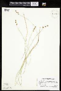 Carex echinata image