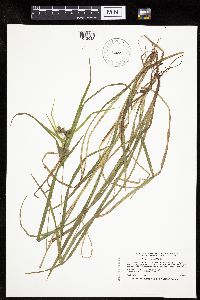 Carex intumescens image