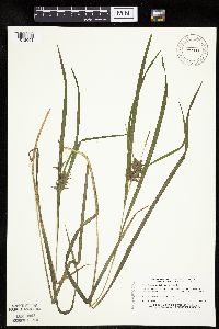 Carex intumescens image