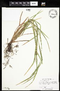 Carex intumescens image