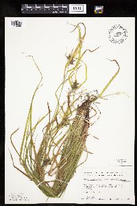 Carex intumescens image