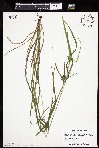 Carex intumescens image