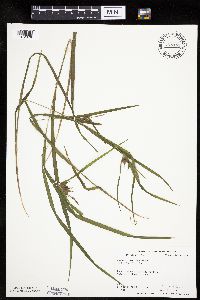 Carex intumescens image
