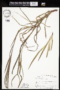 Carex intumescens image