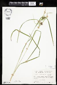 Carex intumescens image