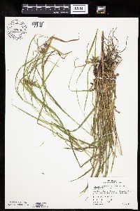 Carex intumescens image