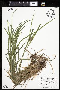 Carex intumescens image
