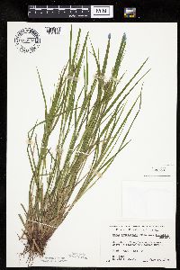 Carex intumescens image