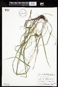 Carex intumescens image