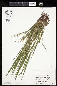 Carex intumescens image