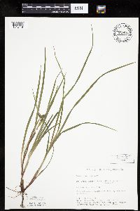 Carex intumescens image