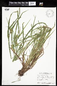Carex intumescens image