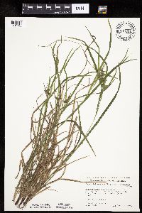 Carex intumescens image