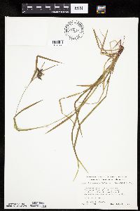 Carex intumescens image