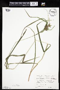 Carex intumescens image