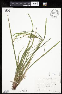 Carex intumescens image