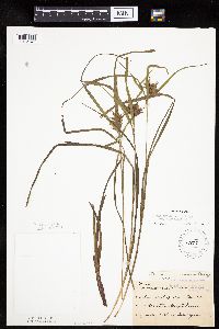 Carex intumescens image