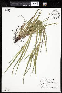Carex intumescens image