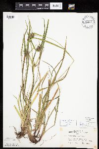 Carex intumescens image