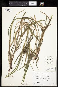 Carex intumescens image