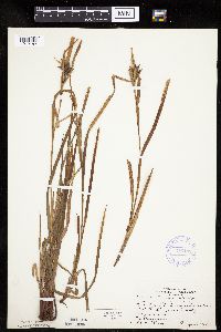 Carex intumescens image