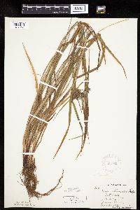 Carex intumescens image